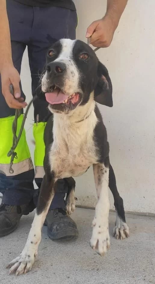 Pope, male 4yo Mixed Breed for adoption at Notfellchen Rumänien e.V.