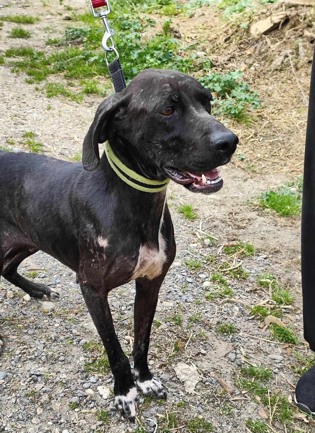 Sia, female 4yo Mixed Breed for adoption at Notfellchen Rumänien e.V.