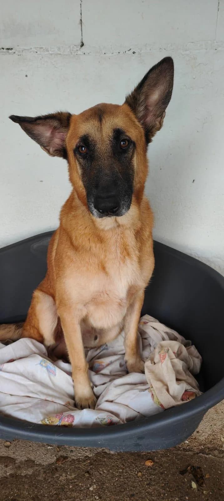 Ross, male 3yo German Shepherd for adoption at Notfellchen Rumänien e.V.