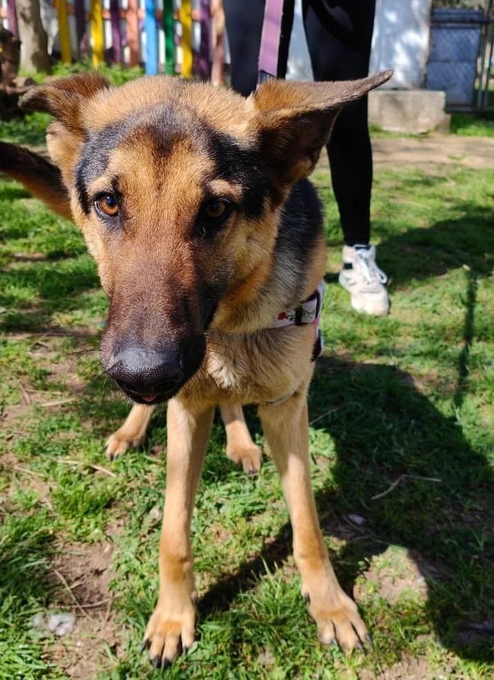 Rex, male 4yo German Shepherd for adoption at Notfellchen Rumänien e.V.