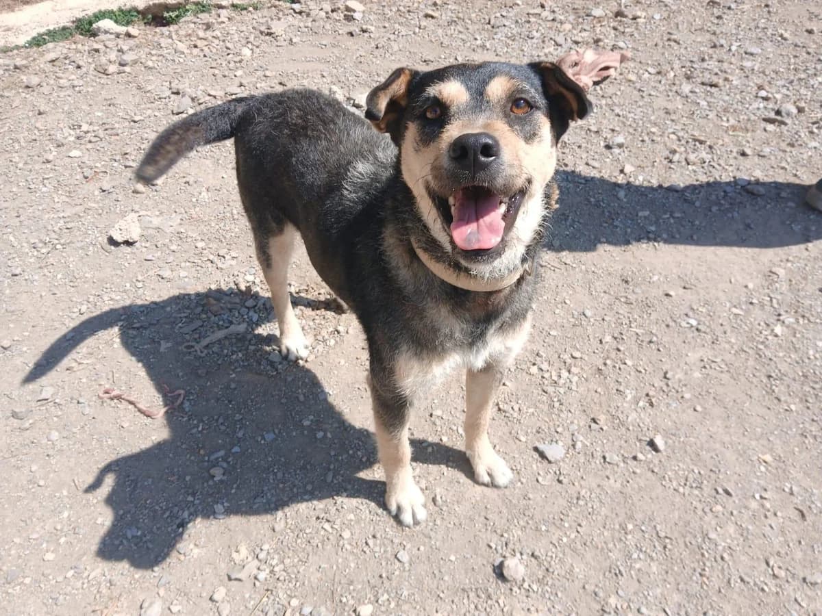 Olga, female young Mixed Breed for adoption at Notfellchen Rumänien e.V.