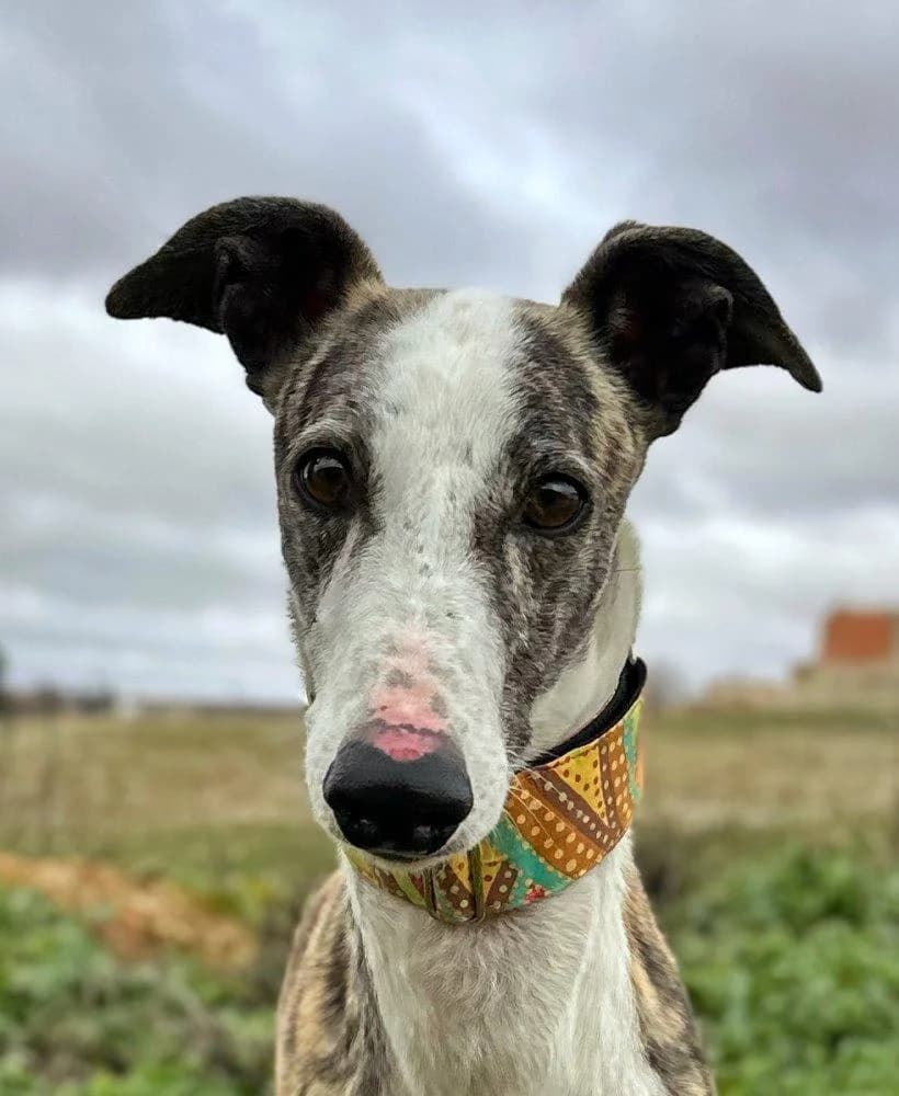 Merlin, male 7yo Galgo Español for adoption at Notfellchen Rumänien e.V.