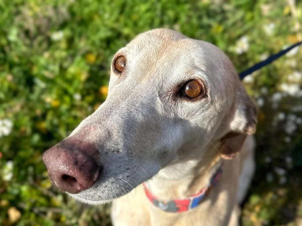 Aladdin, male 6yo Galgo Español for adoption at Notfellchen Rumänien e.V.