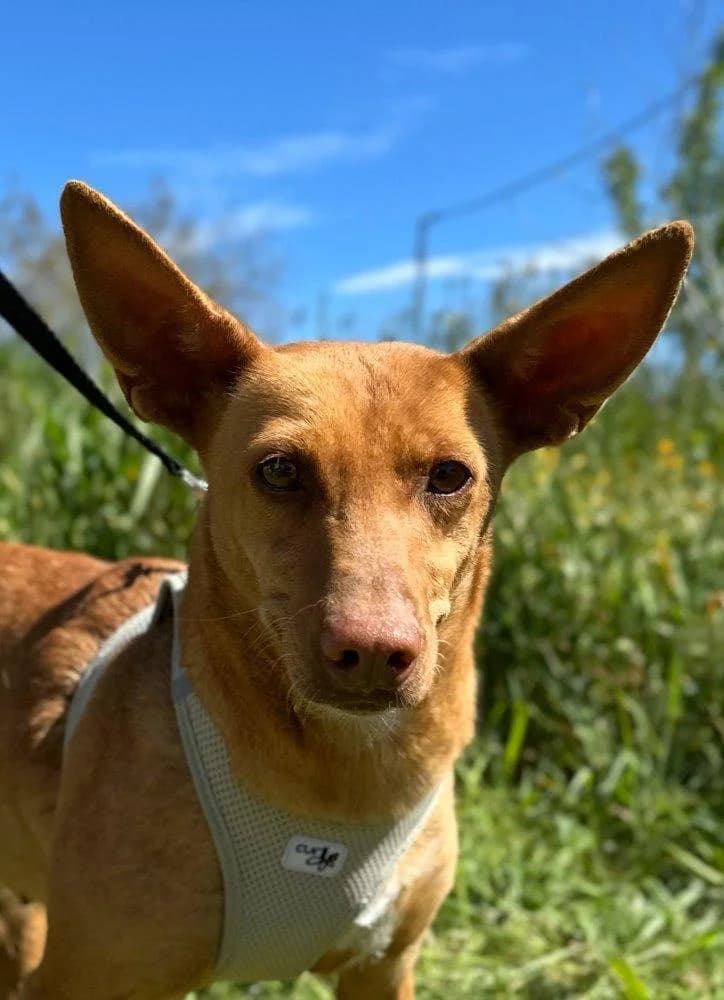 Akira, weiß female 3yo Podenco for adoption at Notfellchen Rumänien e.V.