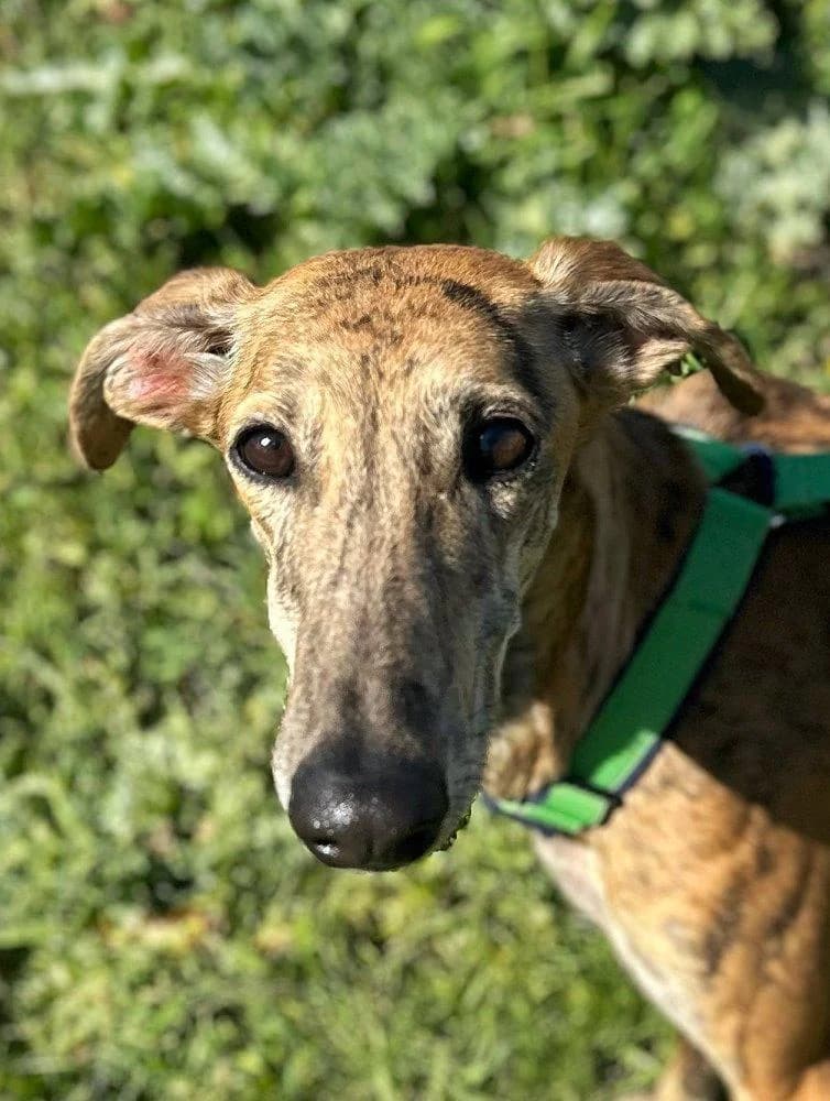 Aloe, female young Galgo Español for adoption at Notfellchen Rumänien e.V.