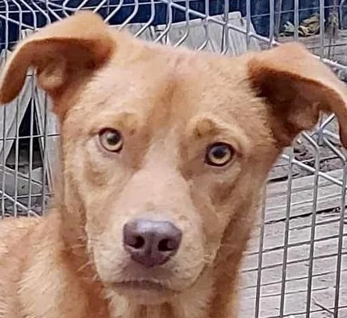 Greeg mit Video, male 4yo Mixed Breed for adoption at Notfellchen Rumänien e.V.