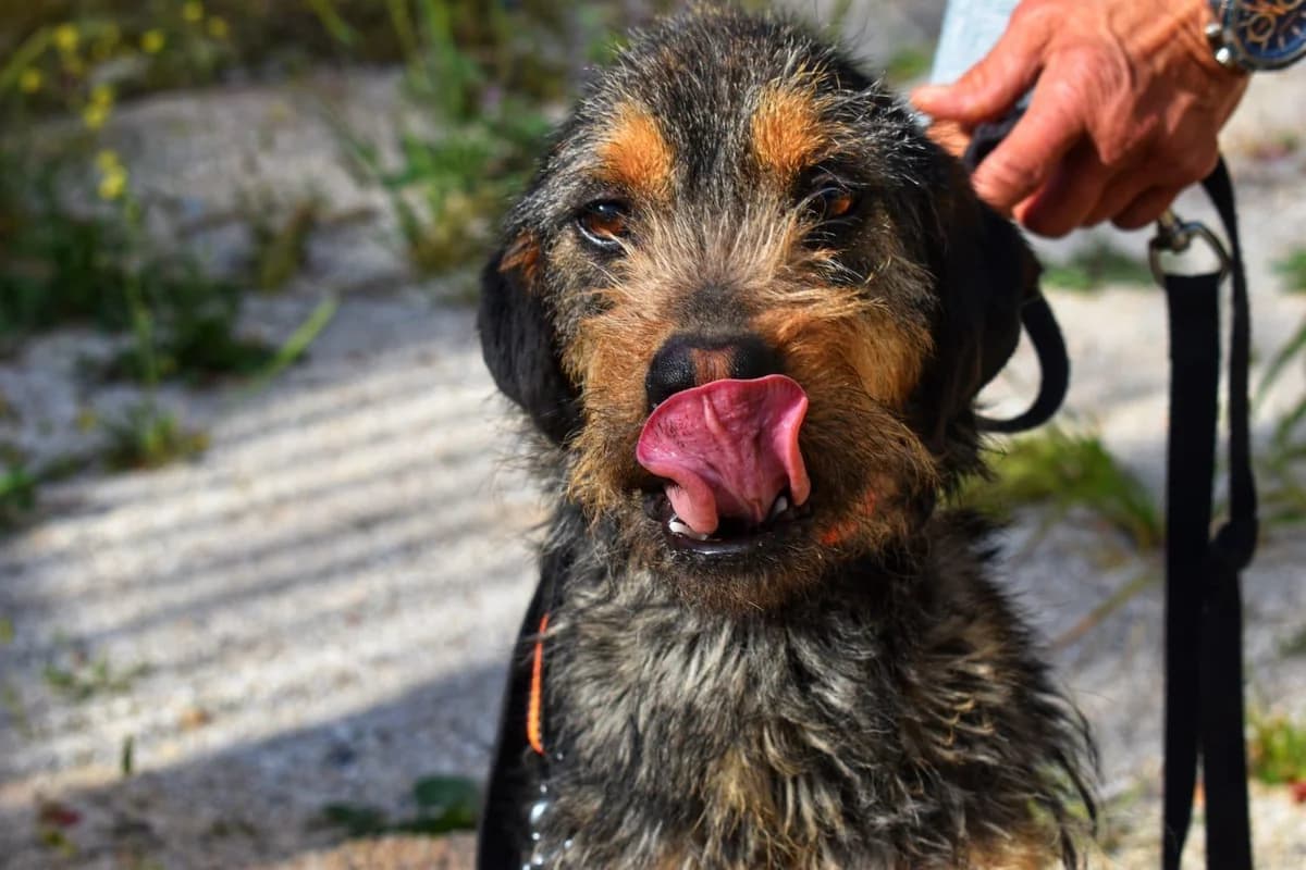 Aria, female young Mixed Breed for adoption at Notfellchen Rumänien e.V.
