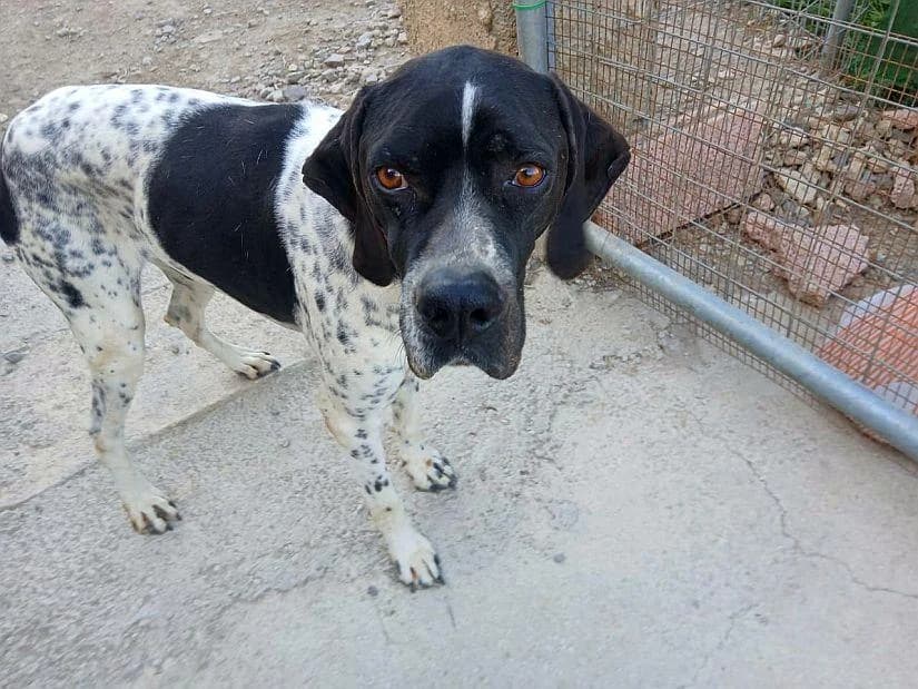Aris, male 4yo Pointer for adoption at Notfellchen Rumänien e.V.