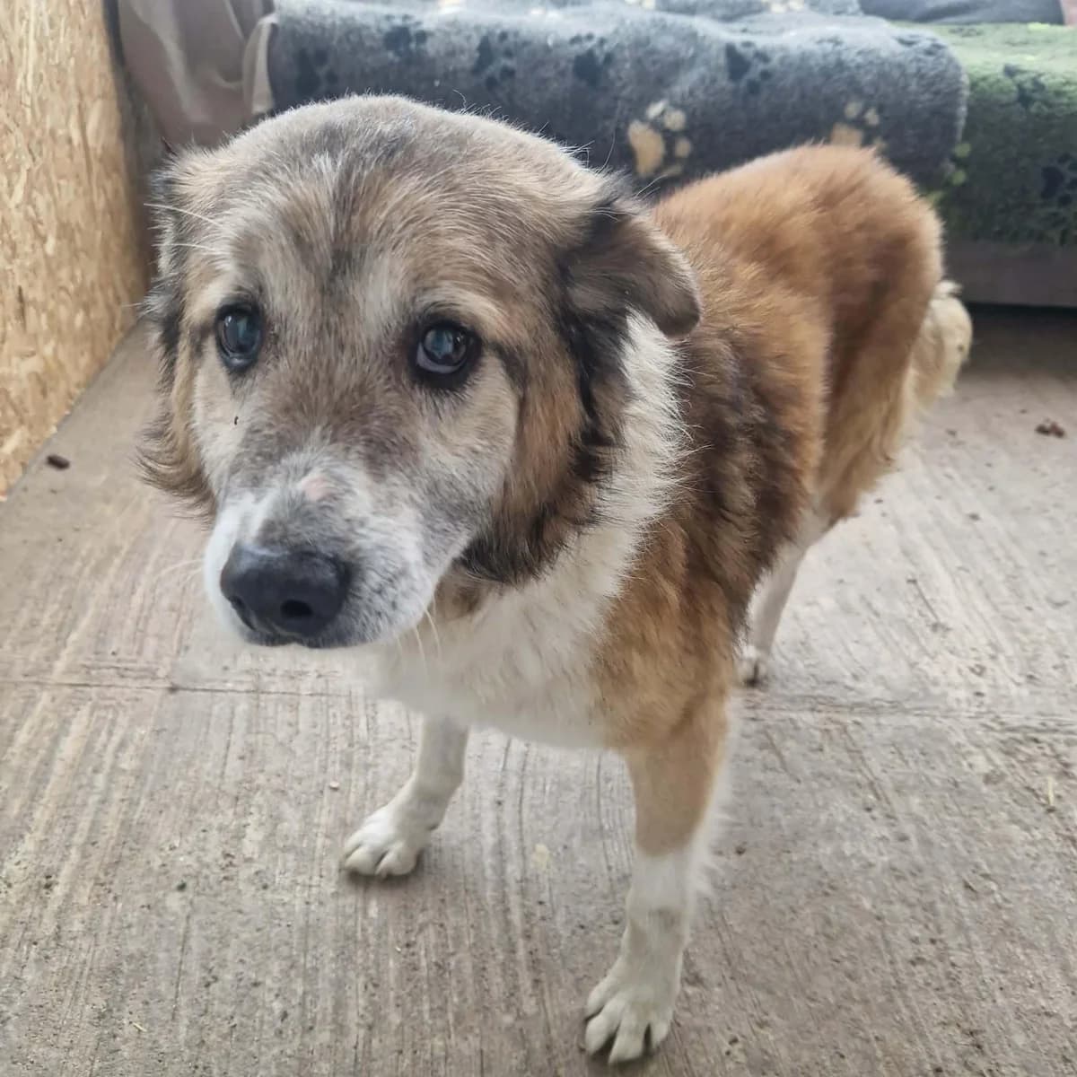 Colin, male senior Mixed Breed for adoption at Notfellchen Rumänien e.V.
