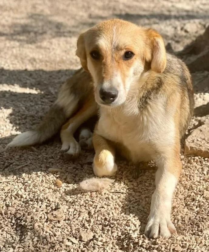 ARIA 💜, female young Mixed Breed for adoption at Notfellchen Rumänien e.V.