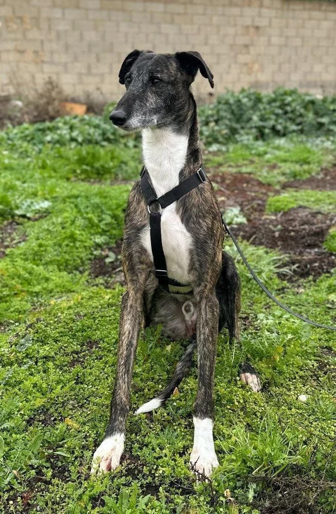 Romeo, male 6yo Galgo Español for adoption at Notfellchen Rumänien e.V.