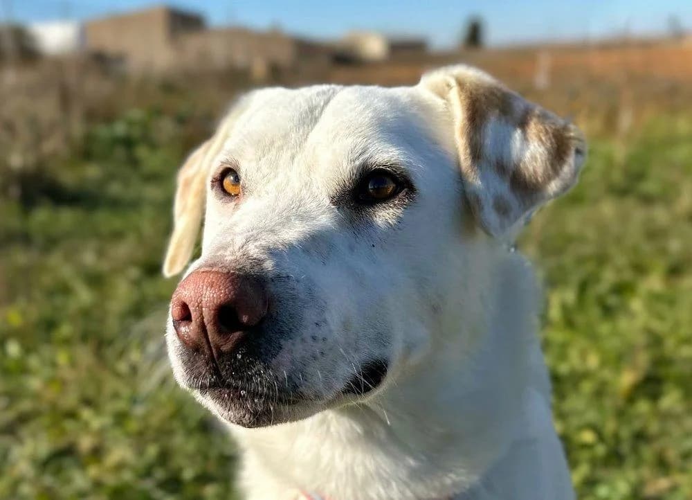 Sam, male 4yo Mixed Breed for adoption at Notfellchen Rumänien e.V.