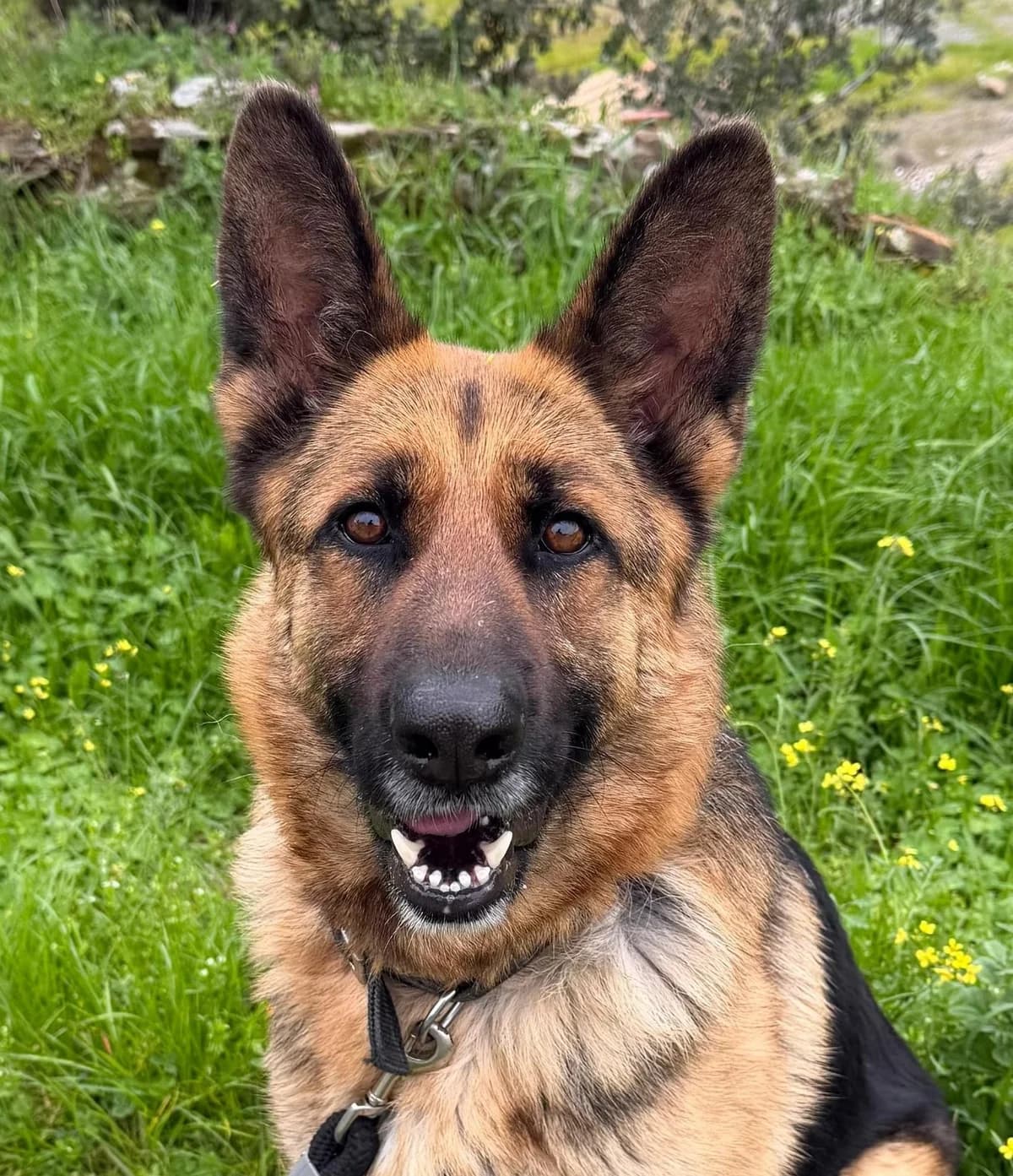 Venus, female 4yo German Shepherd for adoption at Notfellchen Rumänien e.V.