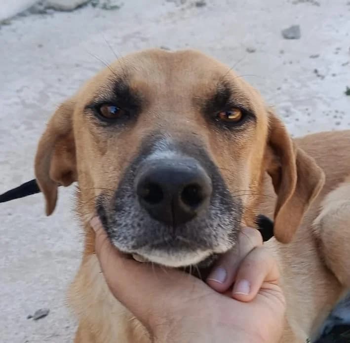 Dickens, 3yo Mixed Breed for adoption at Notfellchen Rumänien e.V.