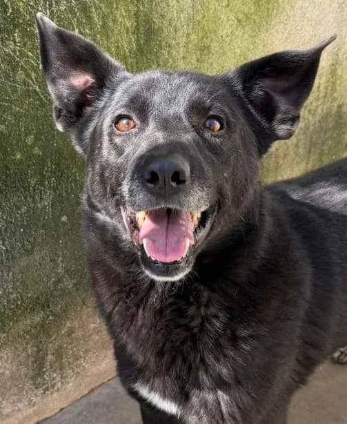 Tim, male 3yo Mixed Breed for adoption at Notfellchen Rumänien e.V.