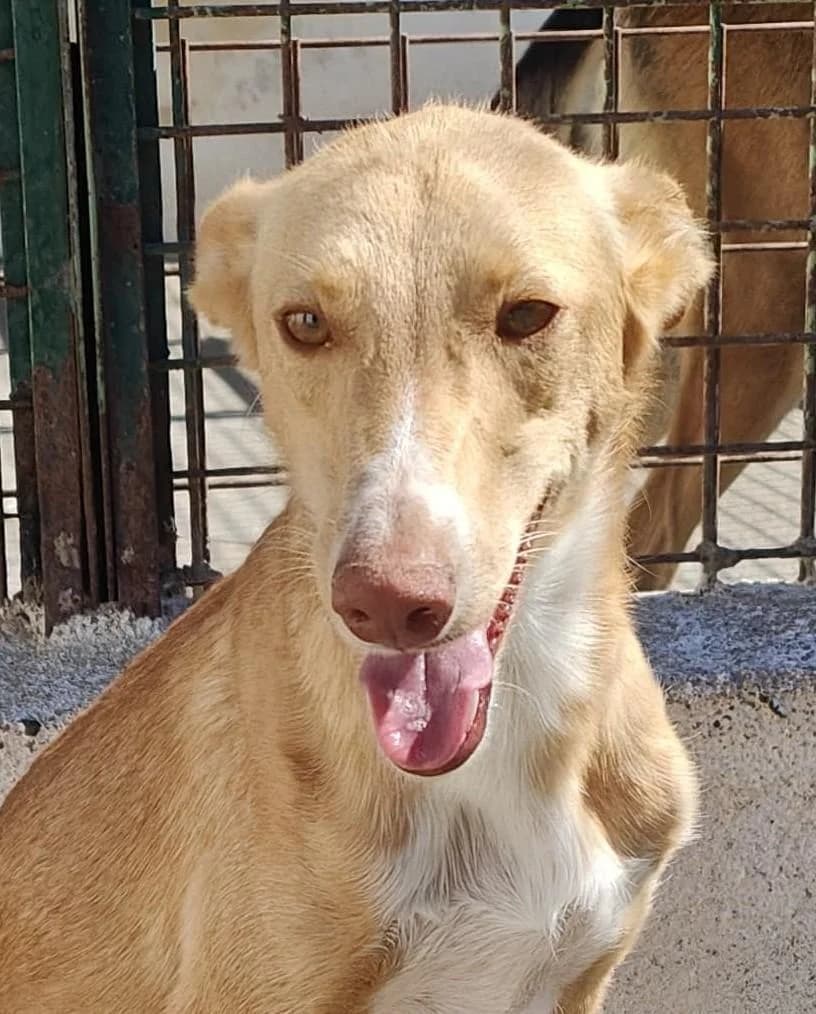 Pomelo, male young Mixed Breed for adoption at Notfellchen Rumänien e.V.
