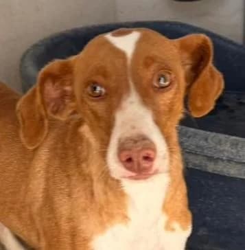 Corbata, female 4yo Mixed Breed for adoption at Notfellchen Rumänien e.V.