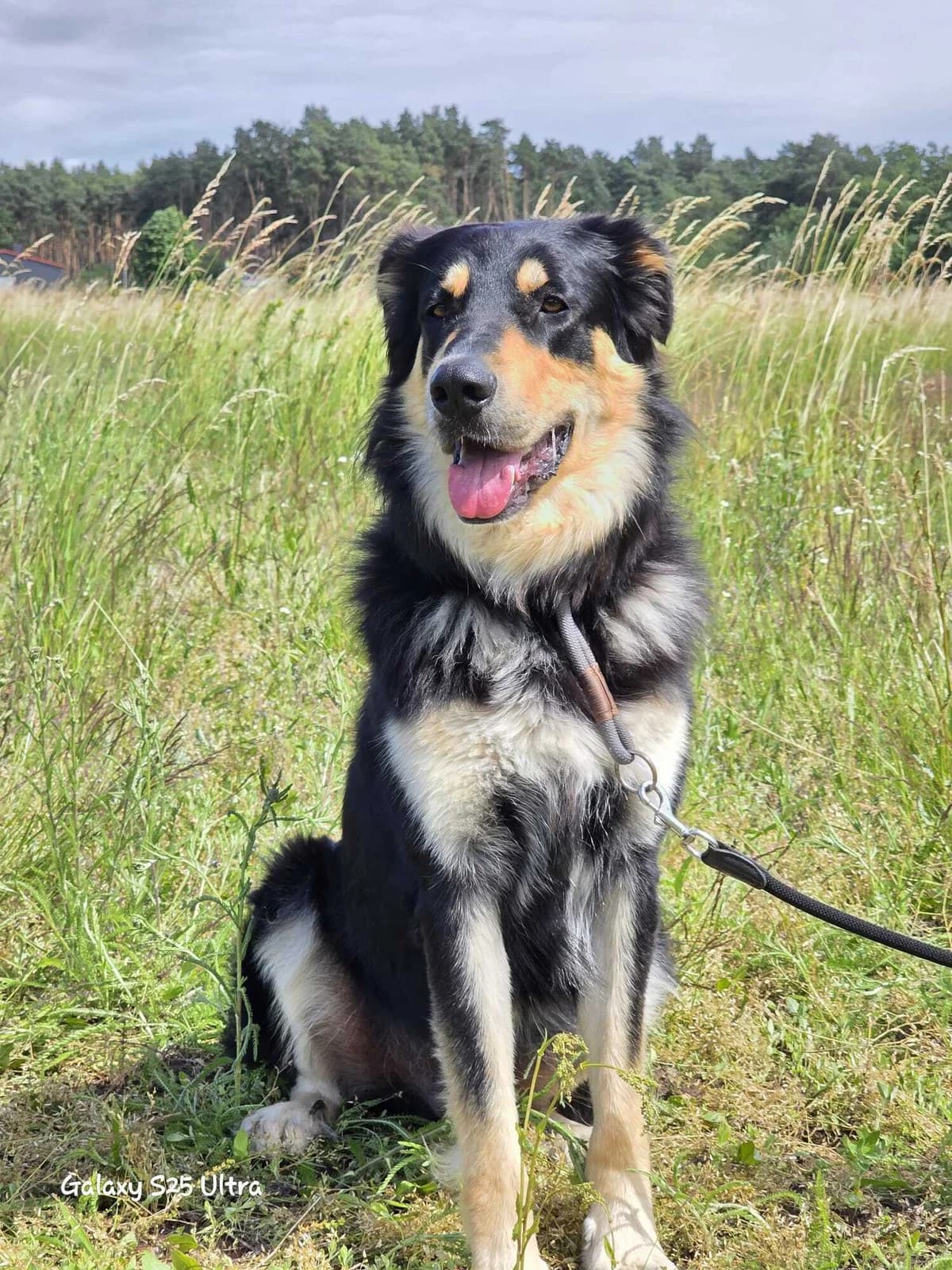 Matteo, male 5yo mixed breed for adoption at Notfellchen Rumänien e.V.