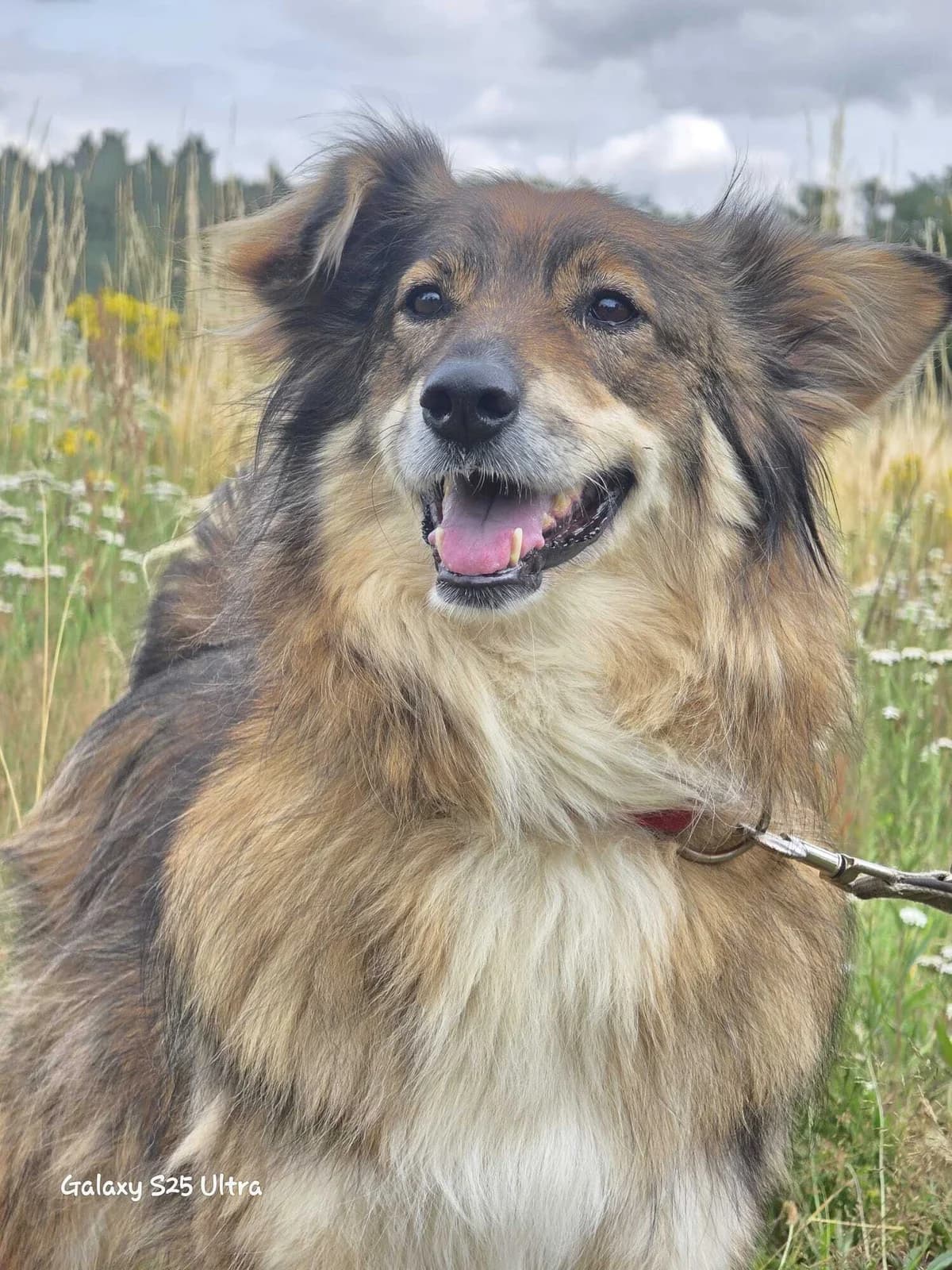 Freya, female 5yo Mixed Breed for adoption at Notfellchen Rumänien e.V.