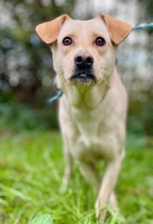 HÄNSEL💚💚💚Wer gibt ihm, male 6yo Labrador Retriever for adoption at Notfellchen Rumänien e.V.