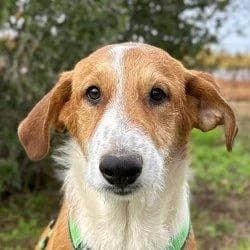 Axel, weiß male young Mixed Breed for adoption at Notfellchen Rumänien e.V.