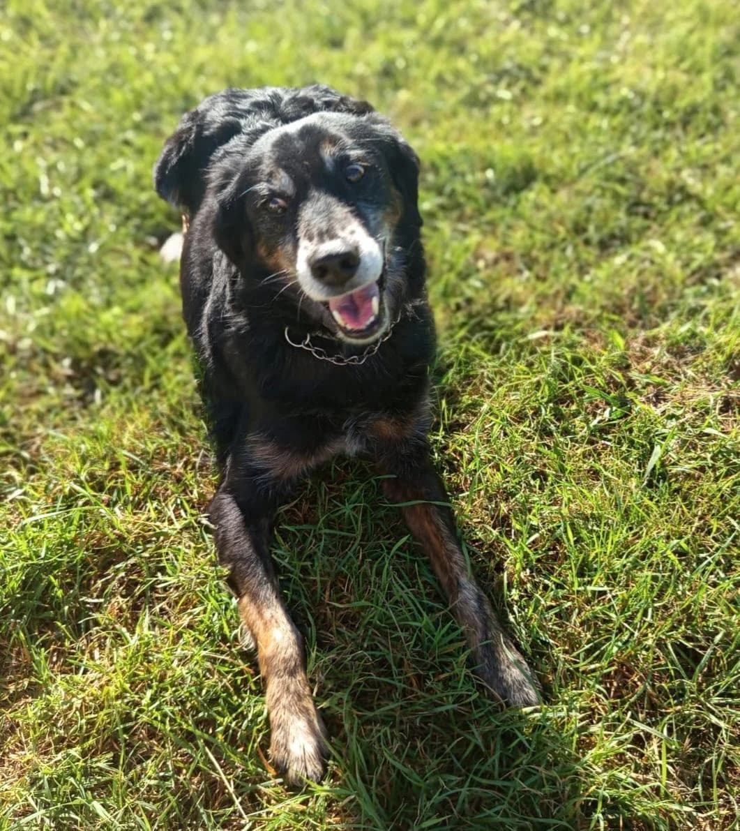 Rey 💙💙💙 Altersruhesitz gesucht, male senior Mixed Breed for adoption at Notfellchen Rumänien e.V.
