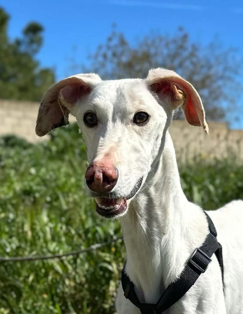 Ártico, male 5yo Galgo Español for adoption at Notfellchen Rumänien e.V.