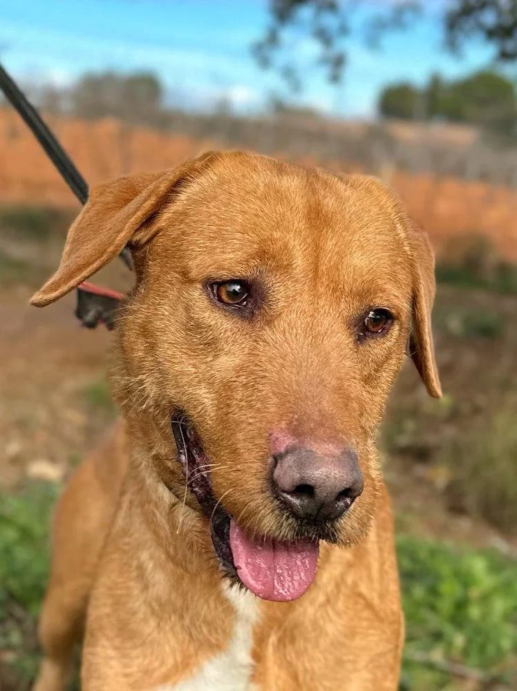 Khan, male 3yo Podenco for adoption at Notfellchen Rumänien e.V.