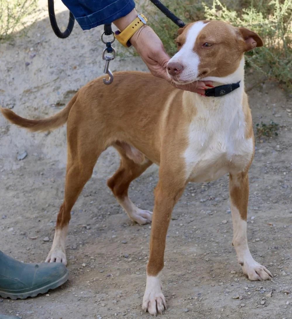 Delta, male 3yo Podenco for adoption at Notfellchen Rumänien e.V.