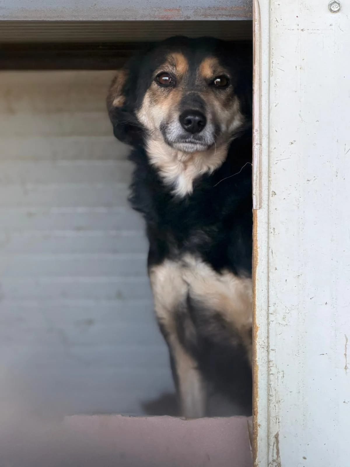 Greta, female 4yo Mixed Breed for adoption at Notfellchen Rumänien e.V.