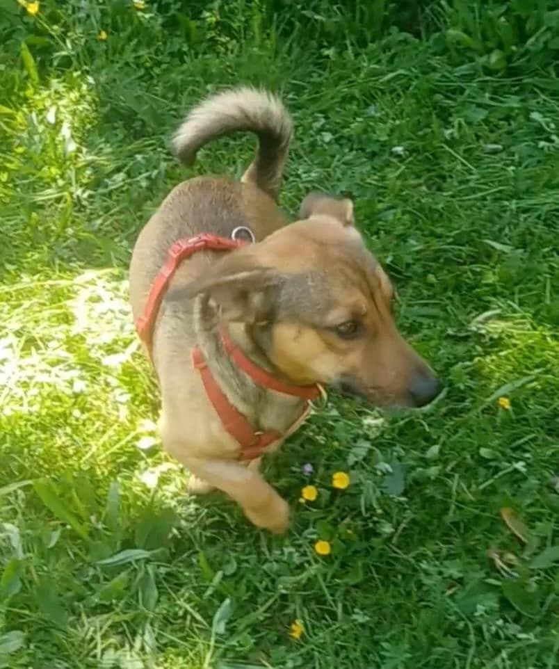 NANO 💙💙💙 sonnig, male 3yo Mixed Breed for adoption at Notfellchen Rumänien e.V.