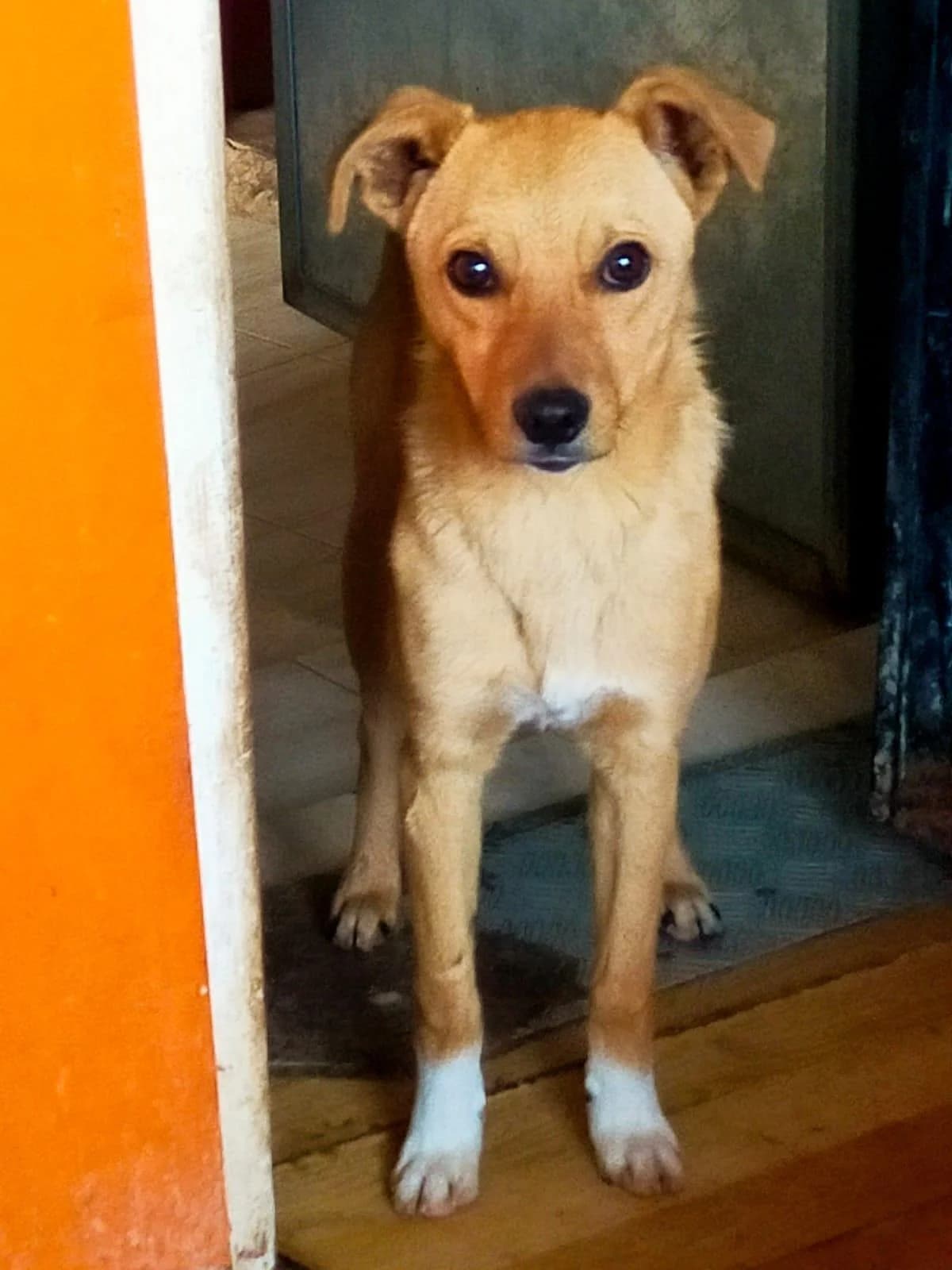 Gus noch schüchtern Al, male 5yo Mixed Breed for adoption at Notfellchen Rumänien e.V.