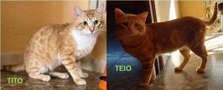 Brüder TITO und TEIO wollen ankommen, male 5yo Mixed Breed Cat for adoption at Notfellchen Rumänien e.V.