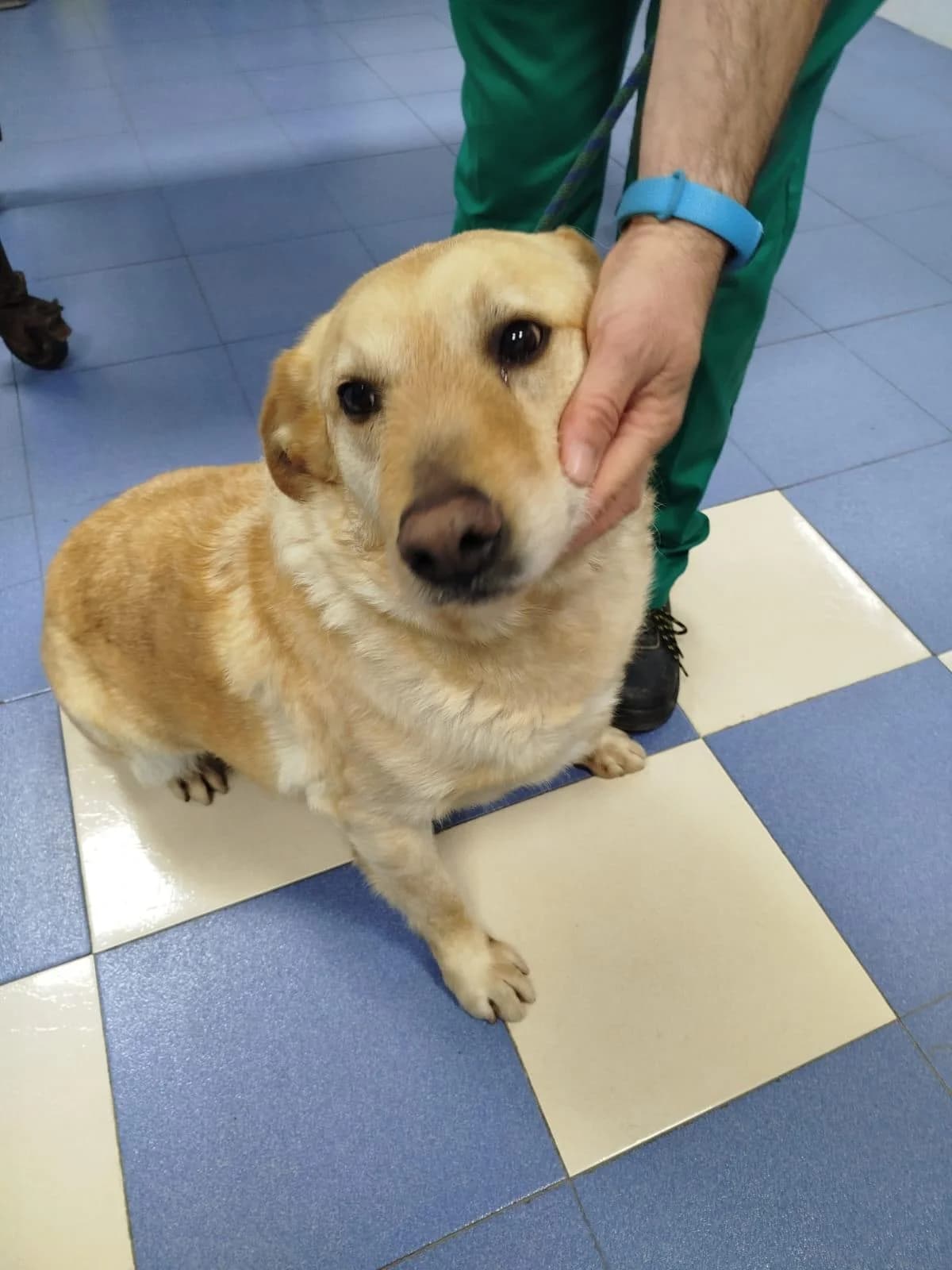 älterer, male 7yo Labrador Retriever for adoption at Notfellchen Rumänien e.V.