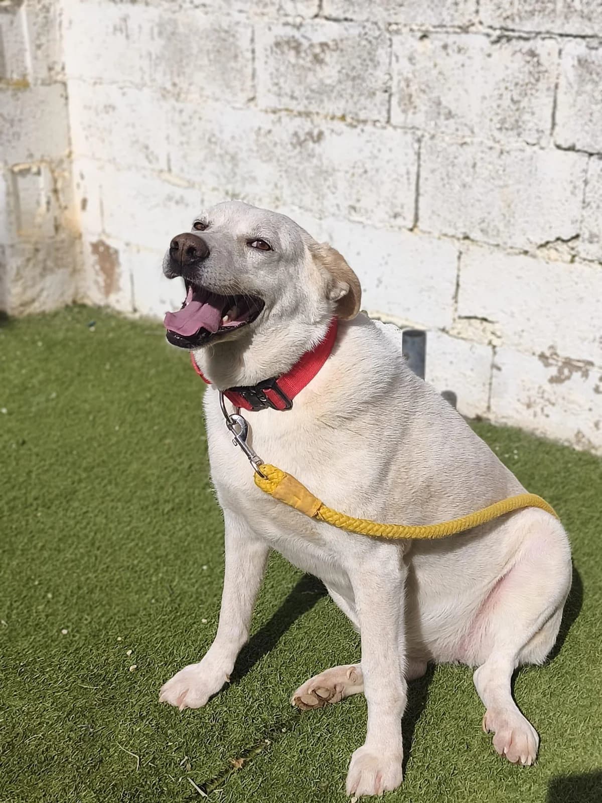 Miranda, female 5yo Labrador Retriever for adoption at Notfellchen Rumänien e.V.
