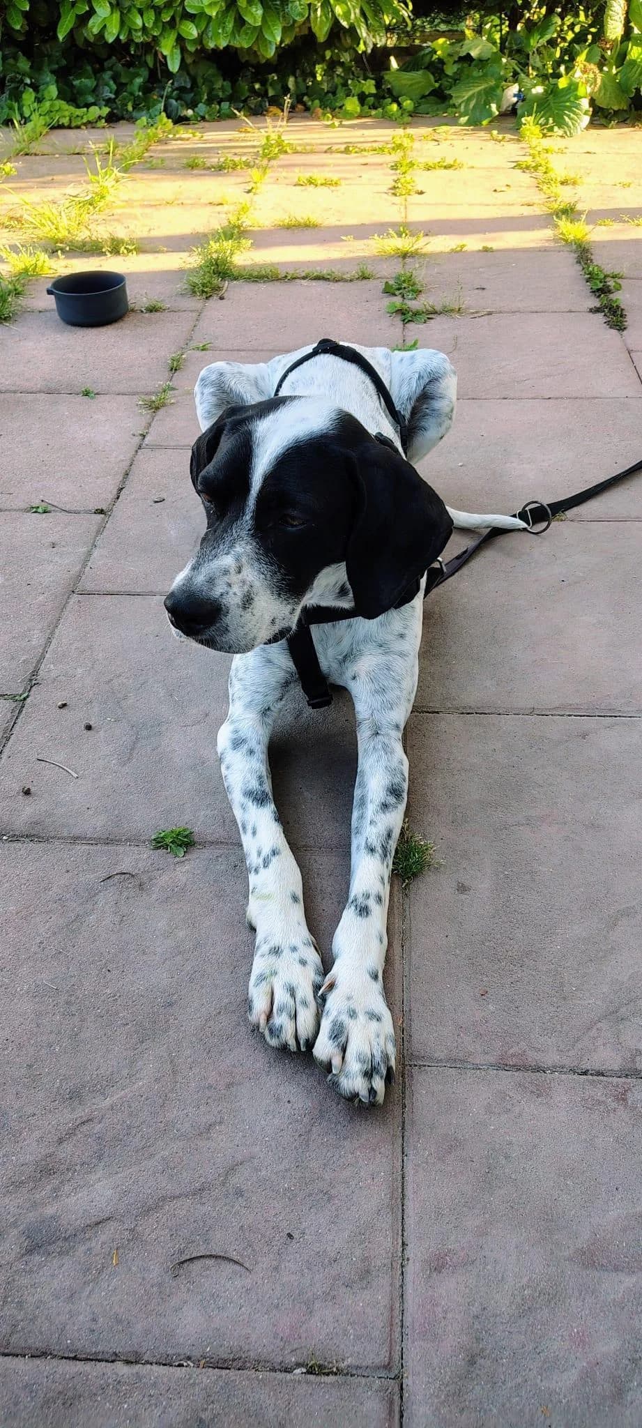 Bubis, male 4yo Pointer for adoption at Notfellchen Rumänien e.V.