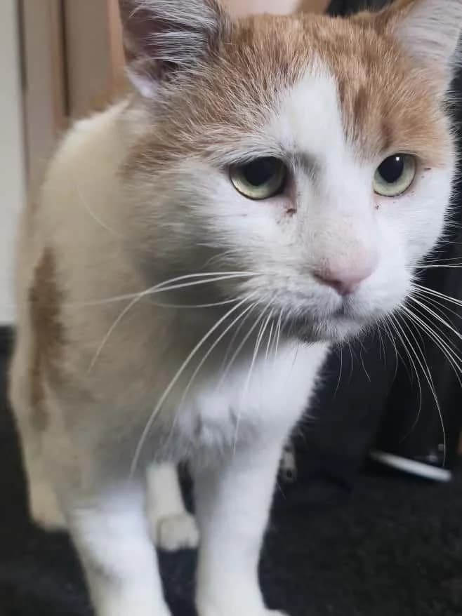 Motanel der Schmusebär, male 4yo Mixed Breed Cat for adoption at Notfellchen Rumänien e.V.