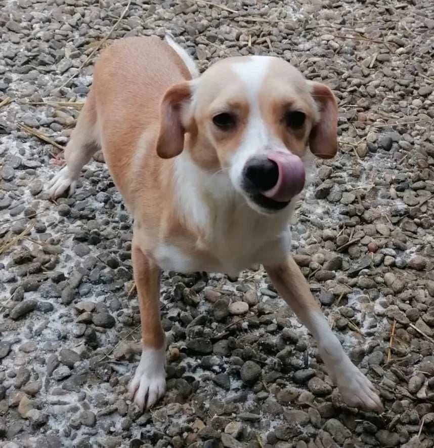 Adele, female 5yo Mixed Breed for adoption at Notfellchen Rumänien e.V.