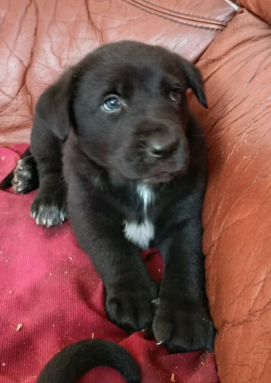 lebenlustiges Welpenmädchen Magnolia, female puppy Mixed Breed for adoption at Notfellchen Rumänien e.V.