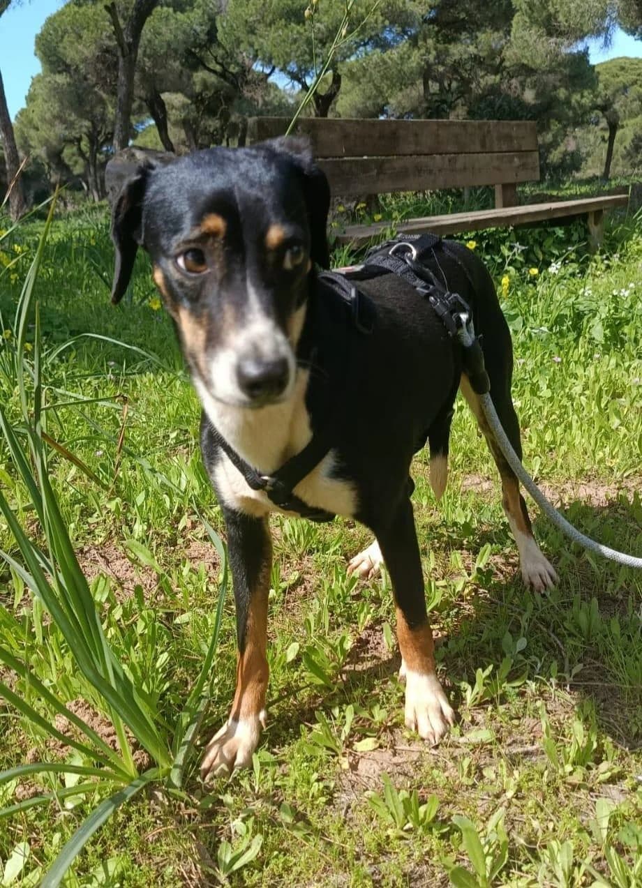 hübsches, female 3yo mixed breed for adoption at Notfellchen Rumänien e.V.