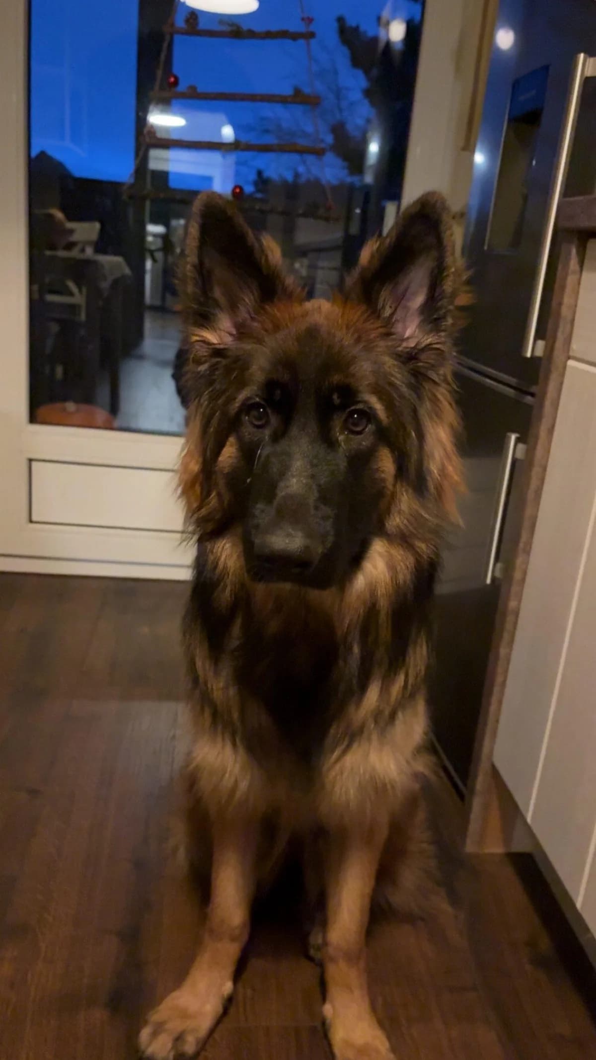 Vermittlungshilfe, female young German Shepherd for adoption at Notfellchen Rumänien e.V.