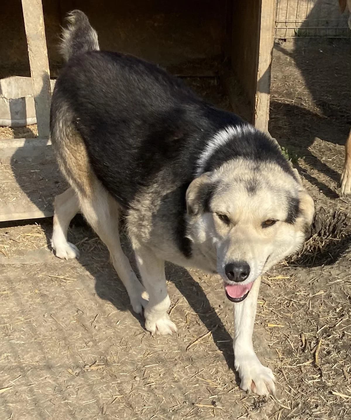 Liyana, female senior Mixed Breed for adoption at Notfellchen Rumänien e.V.