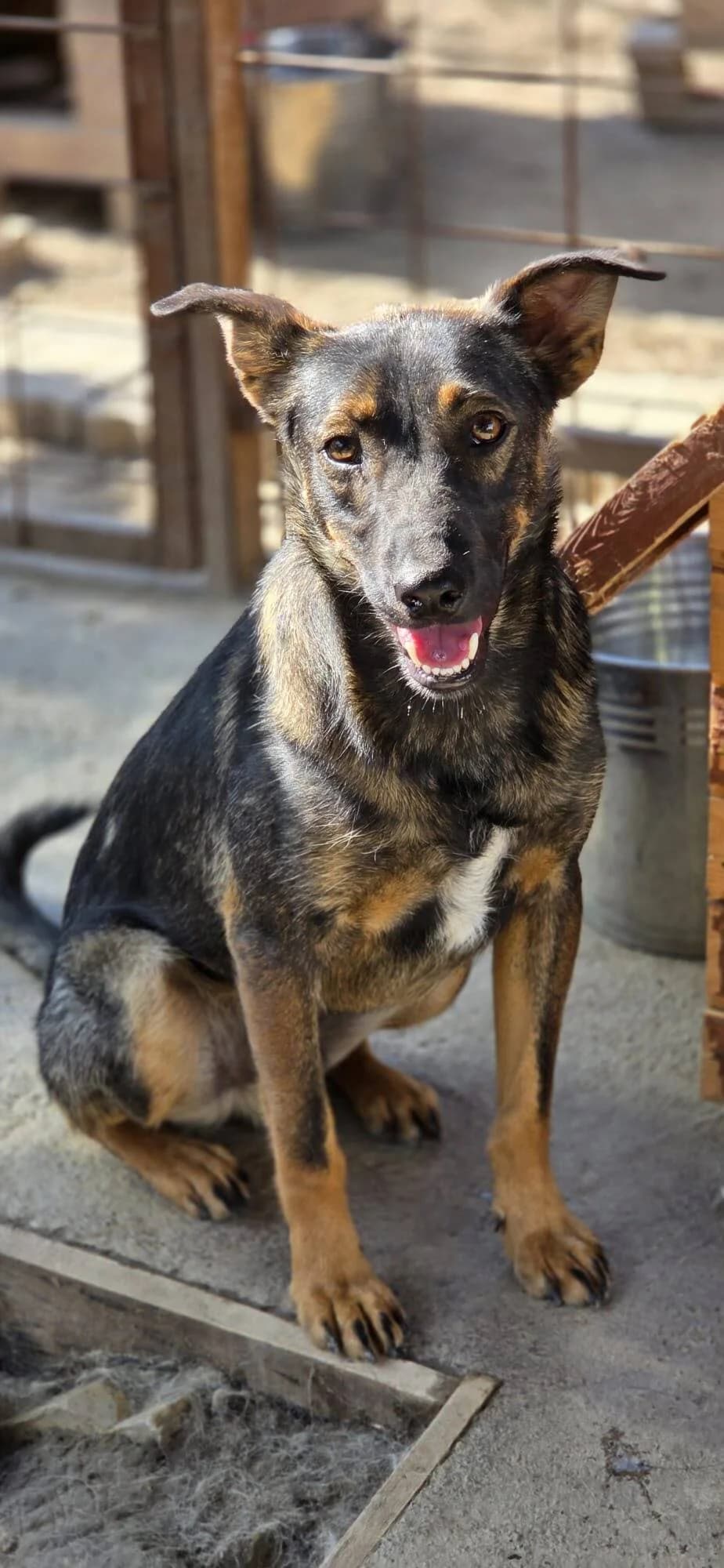 🐾 Liam, male young Mixed Breed for adoption at Notfellchen Rumänien e.V.