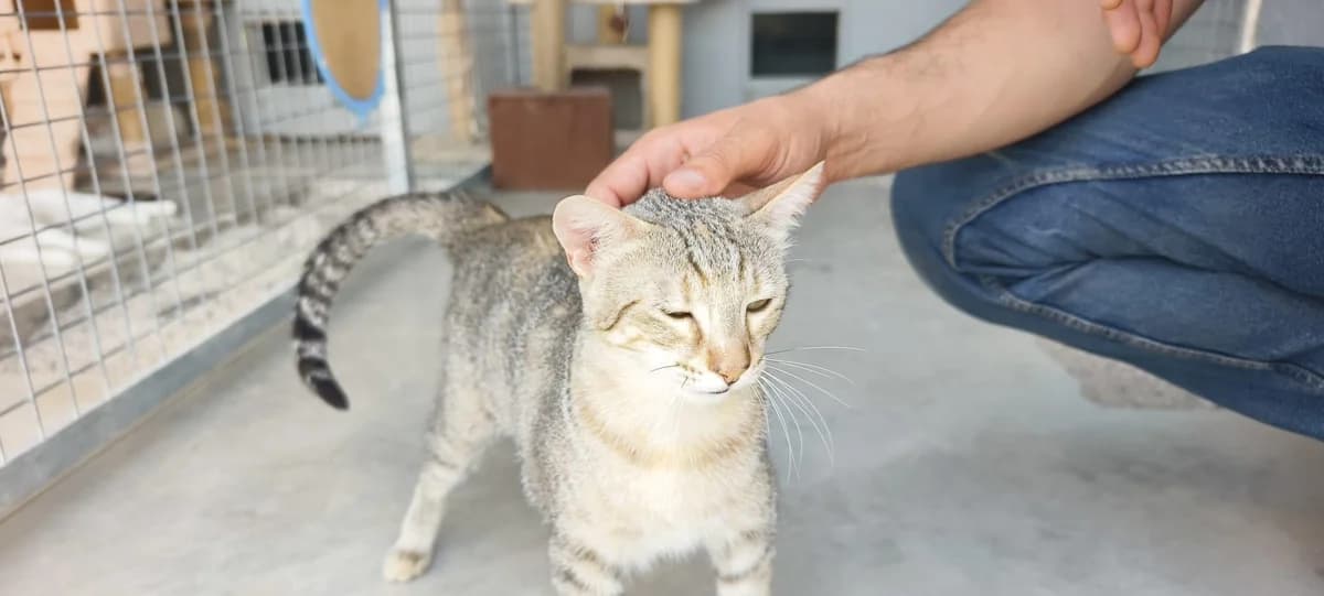 Mami, female 3yo Mixed Breed Cat for adoption at Notfellchen Rumänien e.V.