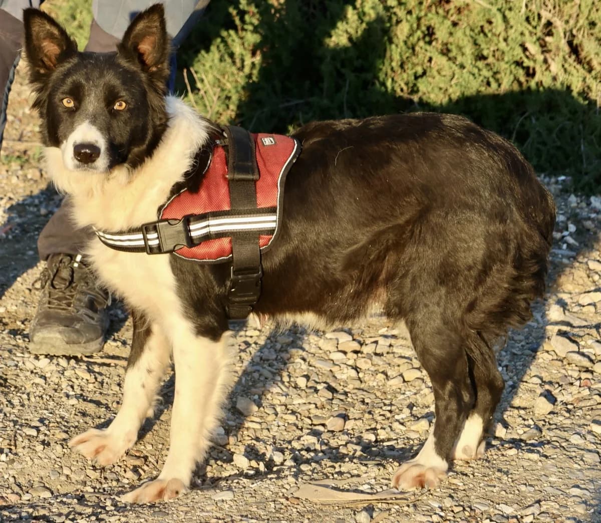 Limona, female 3yo Border Collie for adoption at Notfellchen Rumänien e.V.