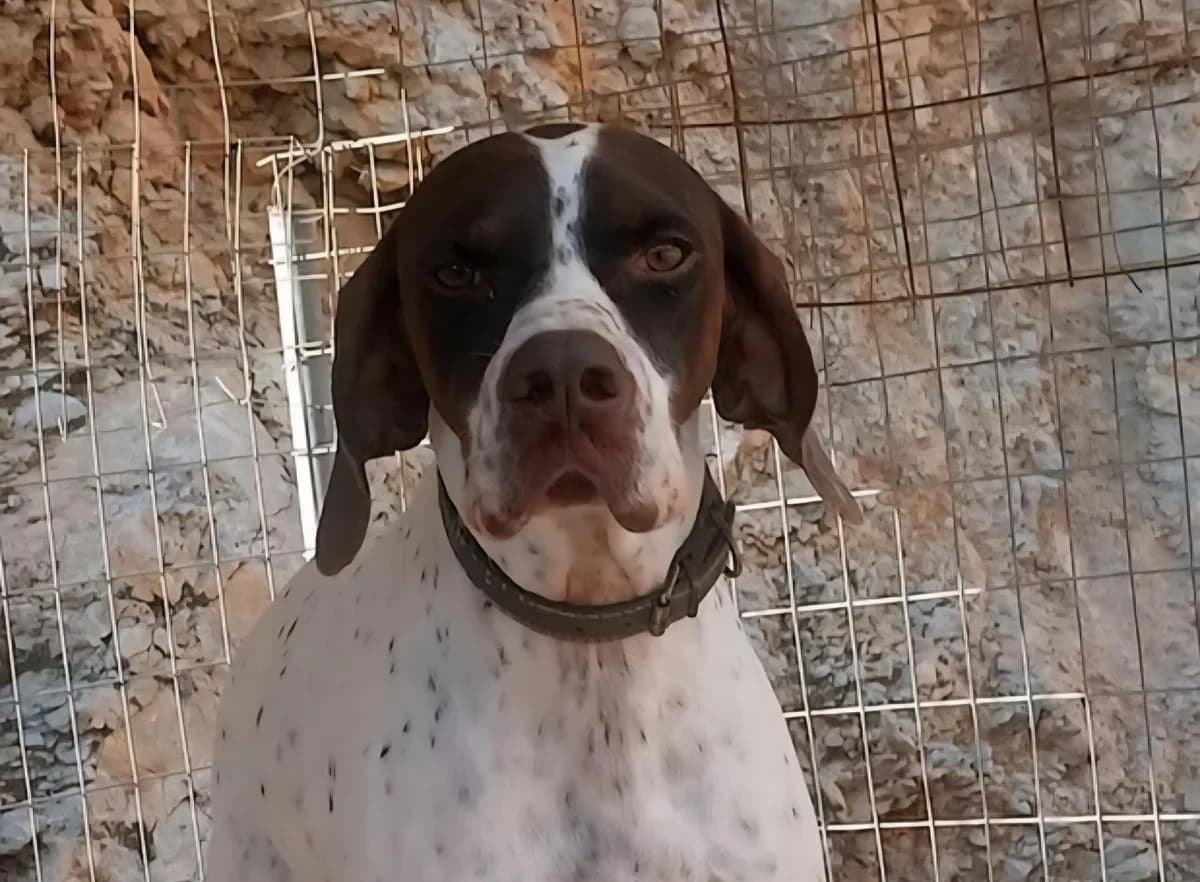 Panos, male young Pointer for adoption at Notfellchen Rumänien e.V.