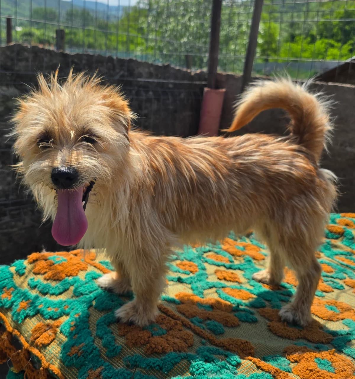 Einstein, male 4yo Mixed Breed for adoption at Notfellchen Rumänien e.V.