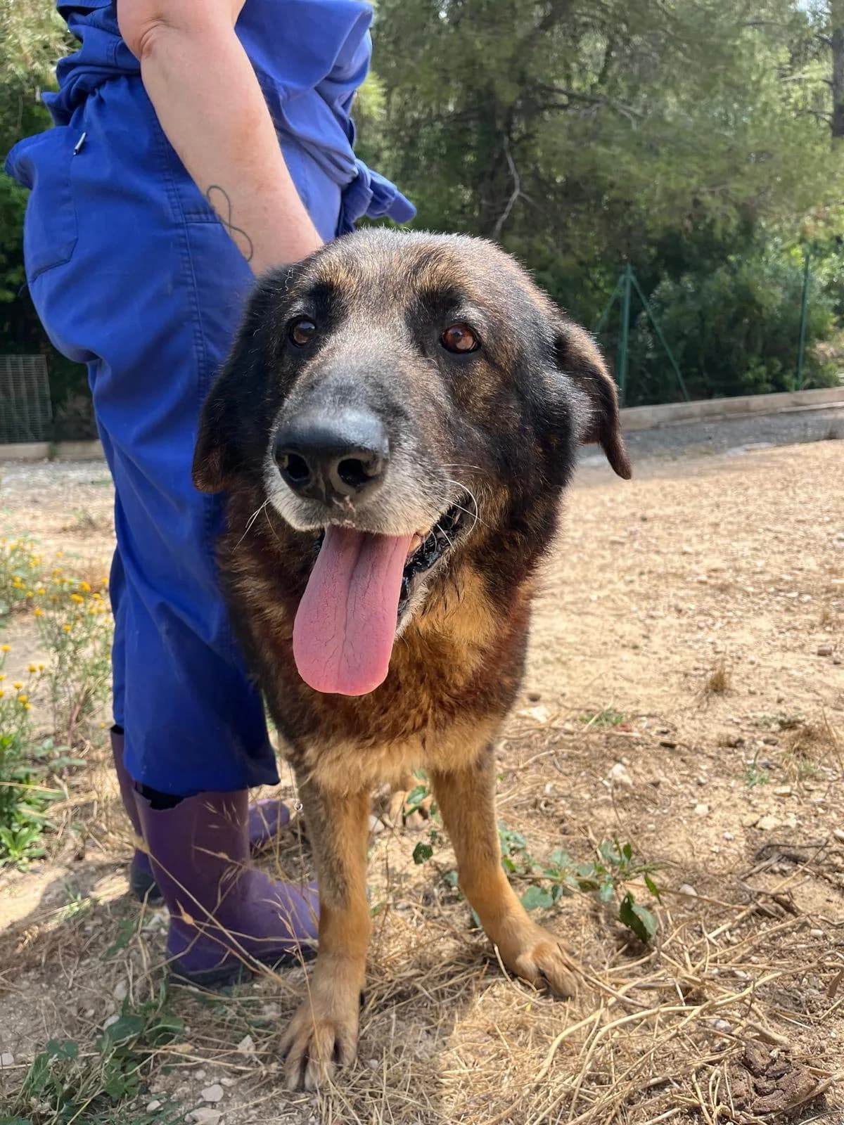 Aday, male 5yo Mixed Breed for adoption at Notfellchen Rumänien e.V.