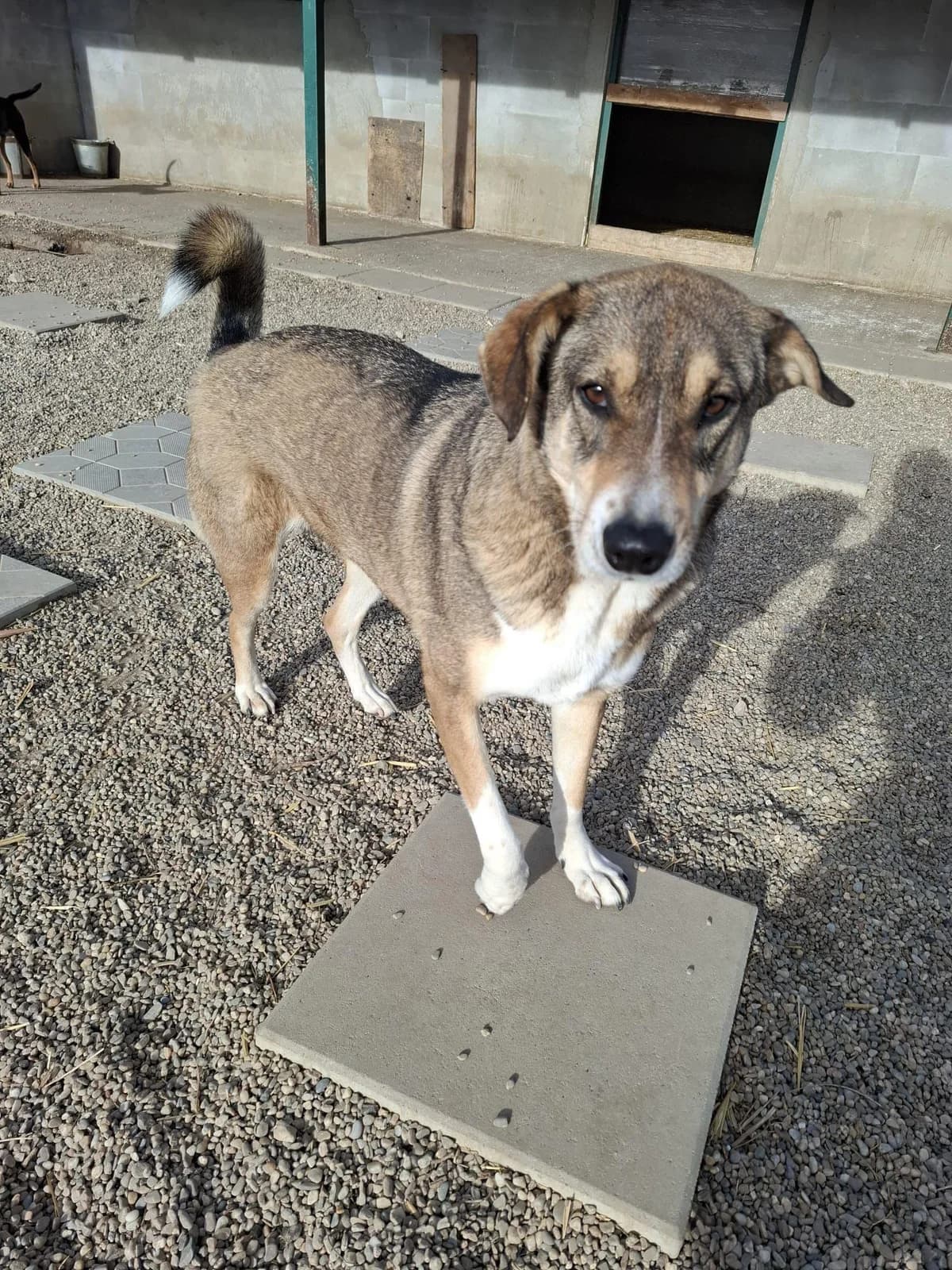 Tacha, female young Mixed Breed for adoption at Notfellchen Rumänien e.V.
