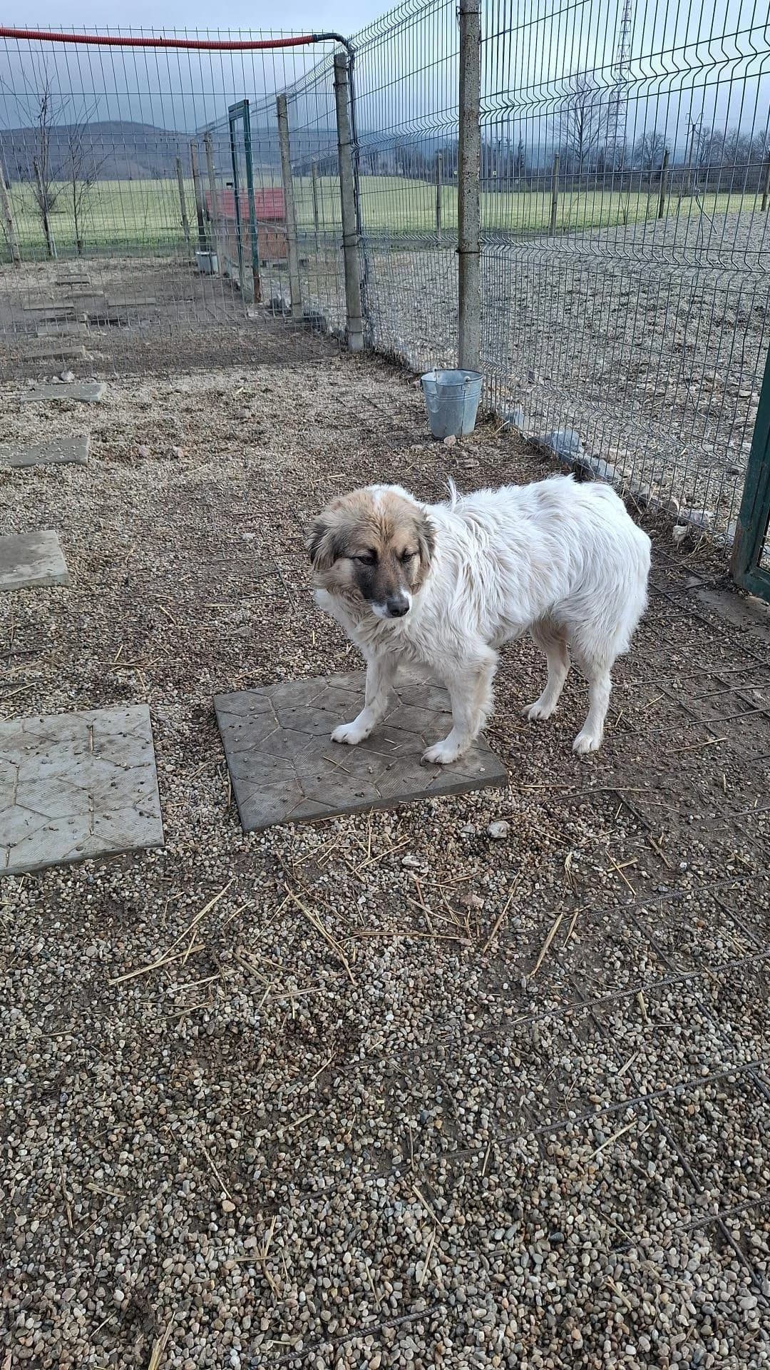 Bonnie, female 3yo Mixed Breed for adoption at Notfellchen Rumänien e.V.